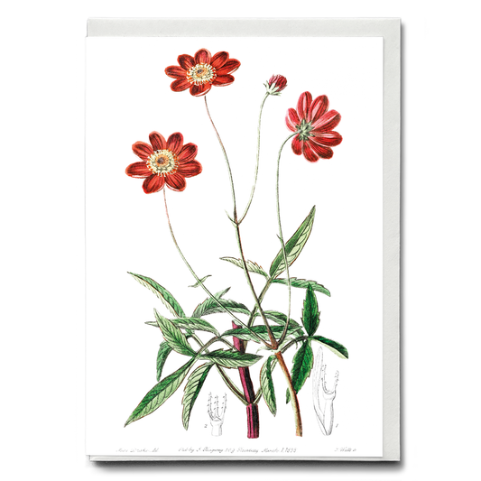 Scabious-like cosmos - Wenskaart