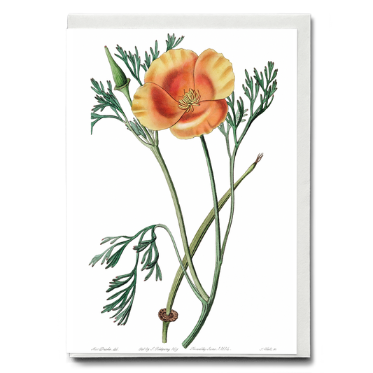 Saffron colored eschscholzia - Wenskaart