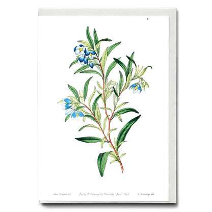 Narrow leaved sollya - Wenskaart
