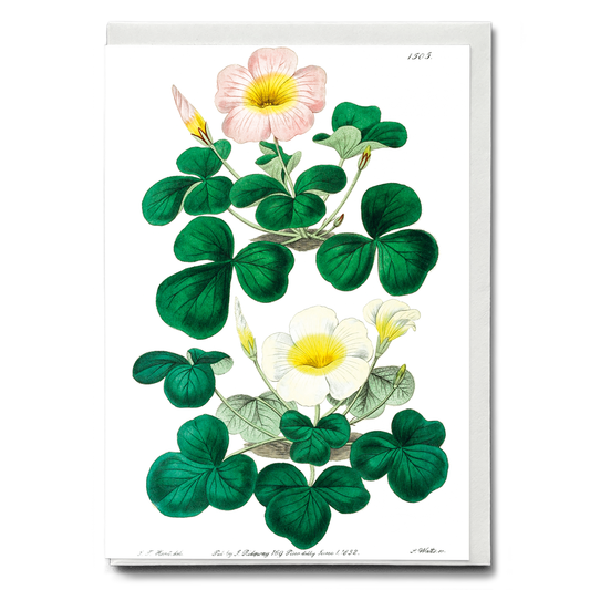 Variable oxalis  - Wenskaart