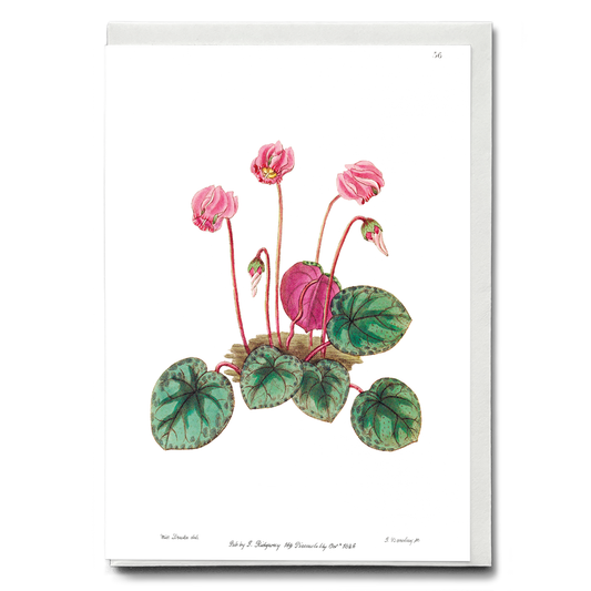 Shore cyclamen - Wenskaart