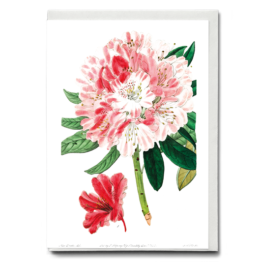 The lovely rhododendron - Wenskaart