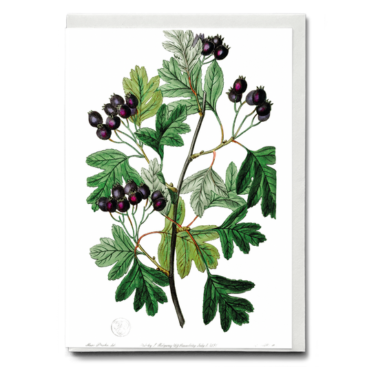 Broad-leaved thorn - Wenskaart