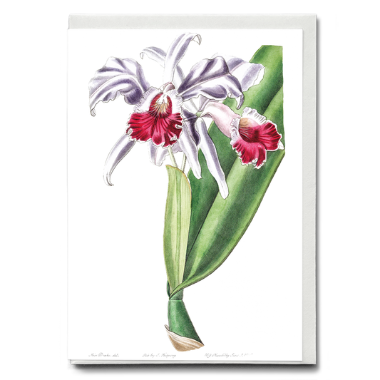 Crimson-lipped cattleya - Wenskaart