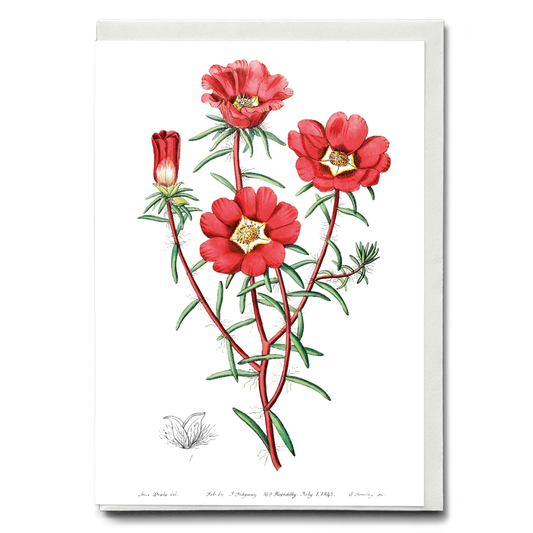 Portulaca splendens - Wenskaart