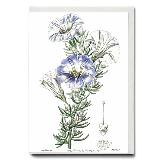 Sky blue alona - Wenskaart
