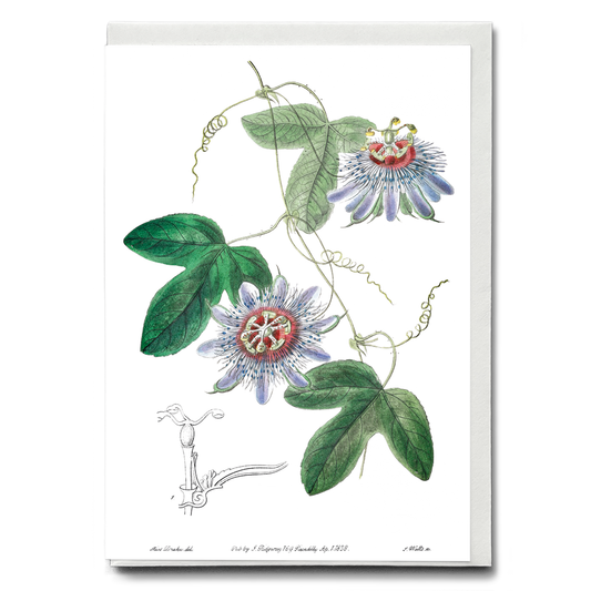 Lieut. sullivan's passion-flower - Wenskaart
