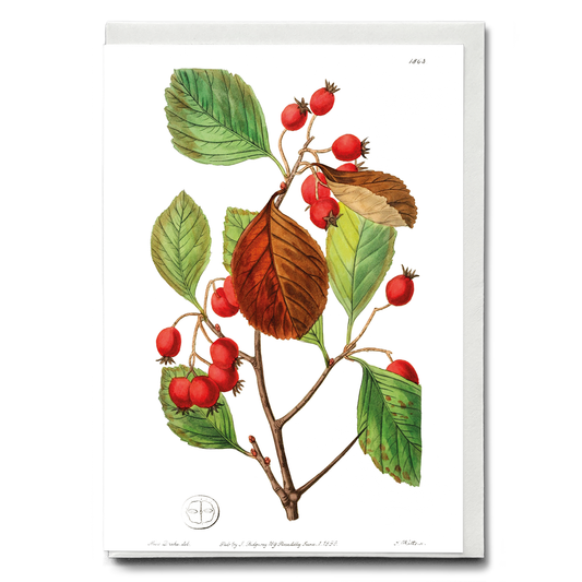 Plum leaved thorn - Wenskaart