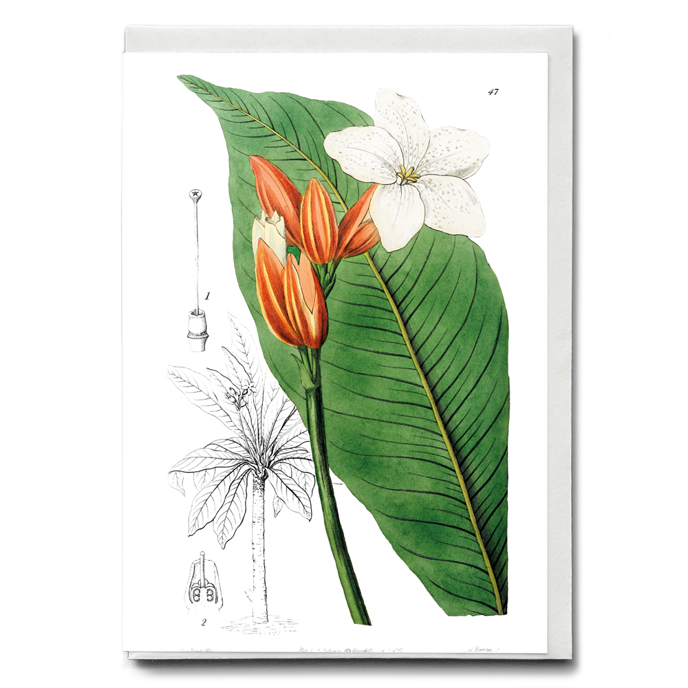 Brasilian red-coat - Wenskaart