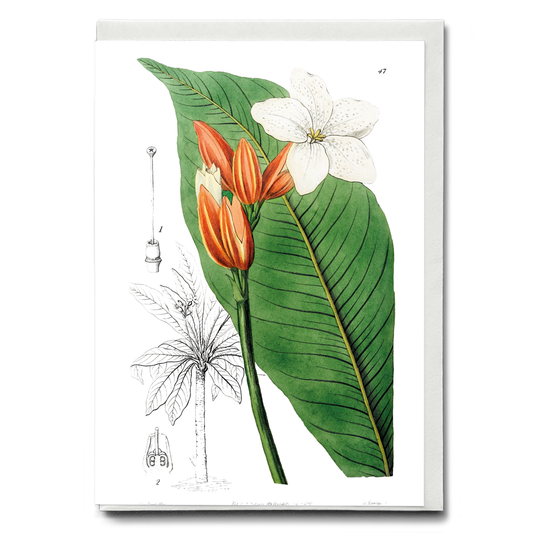 Brasilian red-coat - Wenskaart