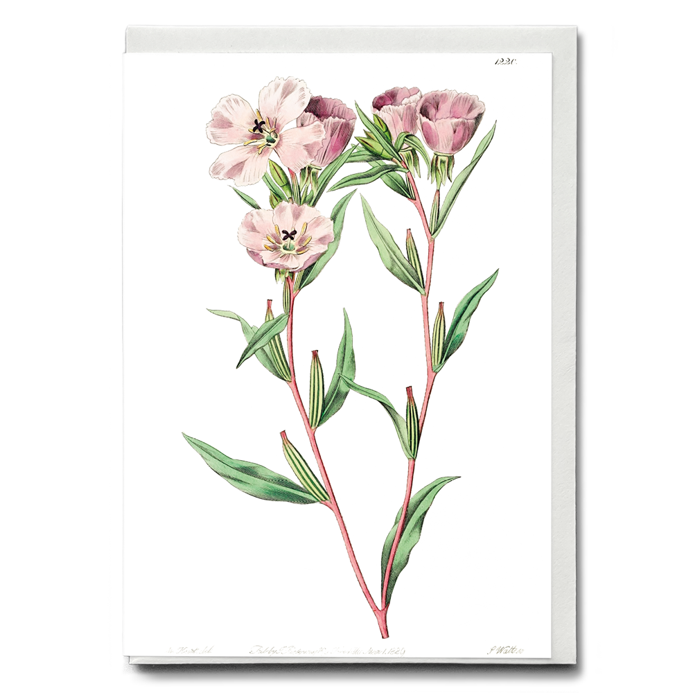 Pale Corona Amaryllis - Wenskaart