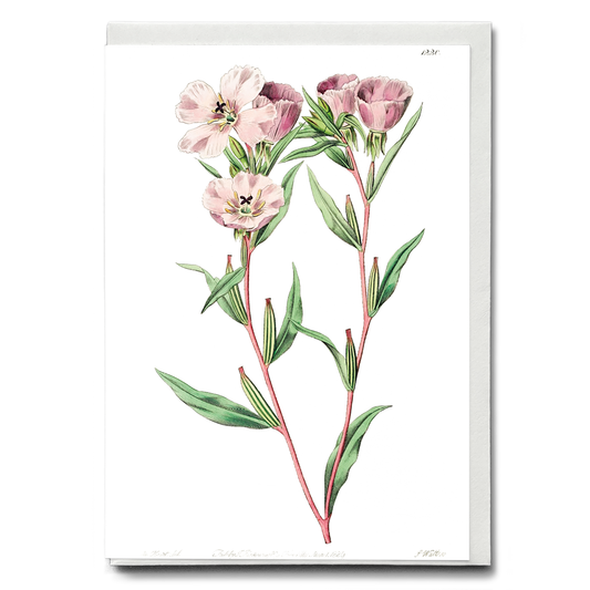 Pale Corona Amaryllis - Wenskaart