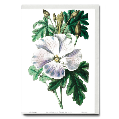 Mrs. Wray's hibiscus - Wenskaart