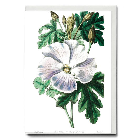 Mrs. Wray's hibiscus - Wenskaart