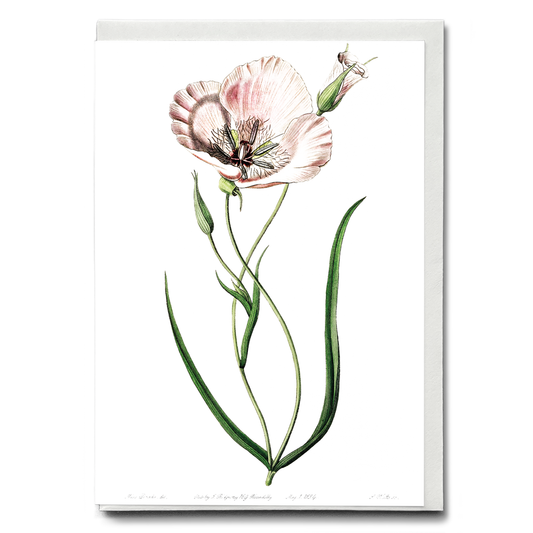atiny calochortus - Wenskaart