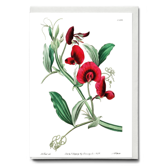 The tangier pea - Wenskaart