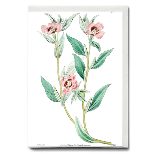 Long Branched Enothera - Wenskaart
