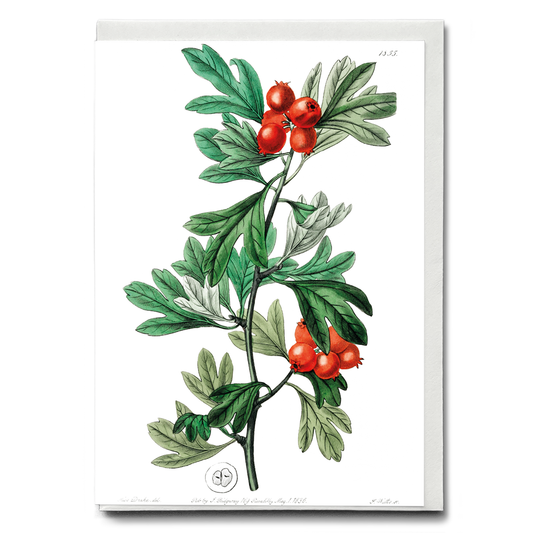 orocco hawthorn - Wenskaart