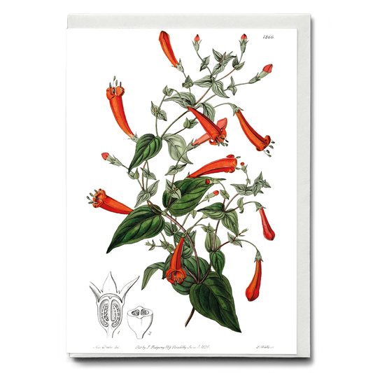 Heart-leaved manettia - Wenskaart