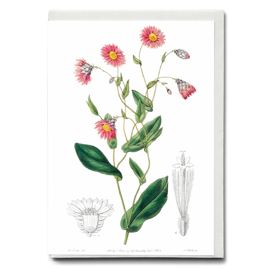 Captain Mangle's rhodanthe - Wenskaart