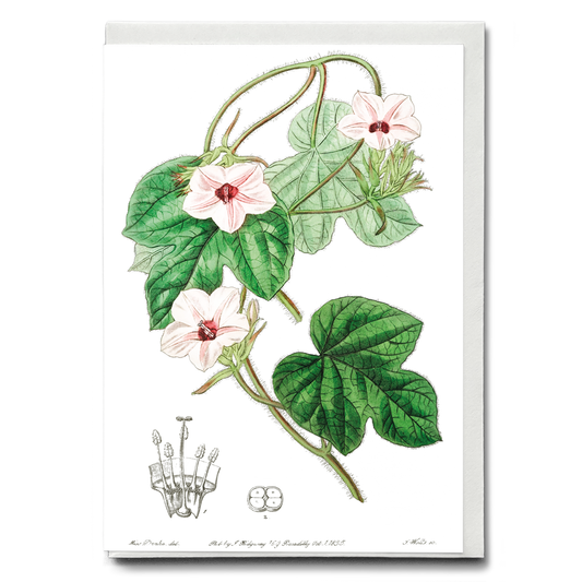 Mr.Aiton's ipomoea - Wenskaart