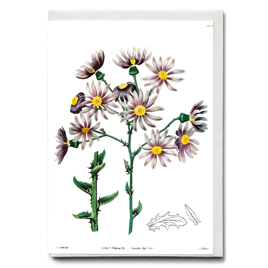 Lilac senecio - Wenskaart