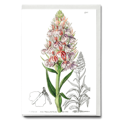 Leafy spiked orchis - Wenskaart