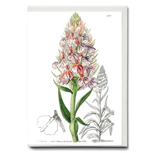 Leafy spiked orchis - Wenskaart