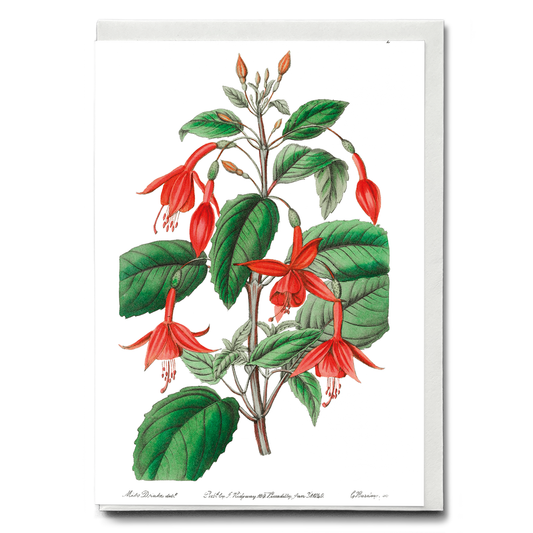 Standish's fuchsia - Wenskaart