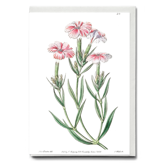 Prince Bisignano's tree pink - Wenskaart