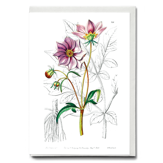 Smooth dwarf dahlia - Wenskaart