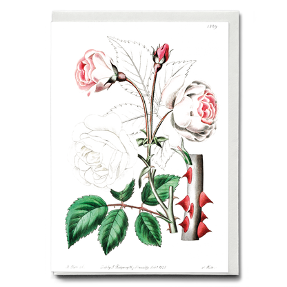 The ruga rose - Wenskaart