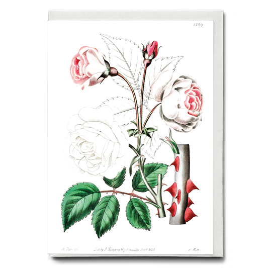 The ruga rose - Wenskaart