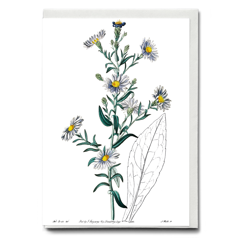 Glaucous aster - Wenskaart