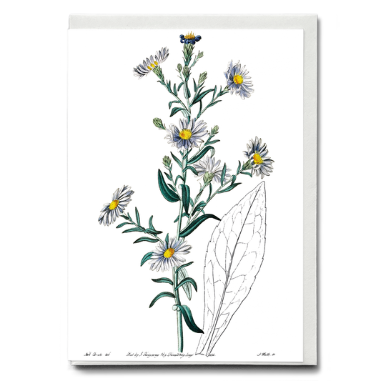 Glaucous aster - Wenskaart