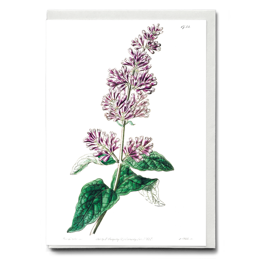 Lady Josika's lilac - Wenskaart
