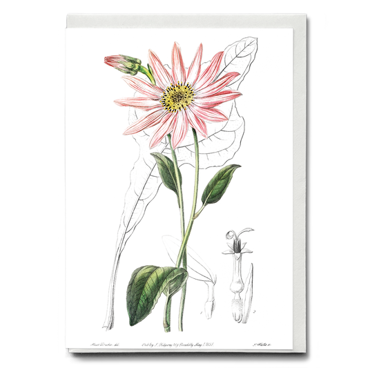 Mr. Dickson's echinacea - Wenskaart