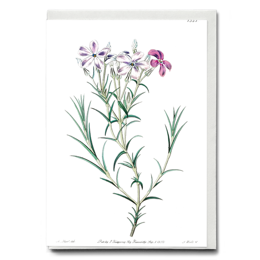 Shewy phlox - Wenskaart