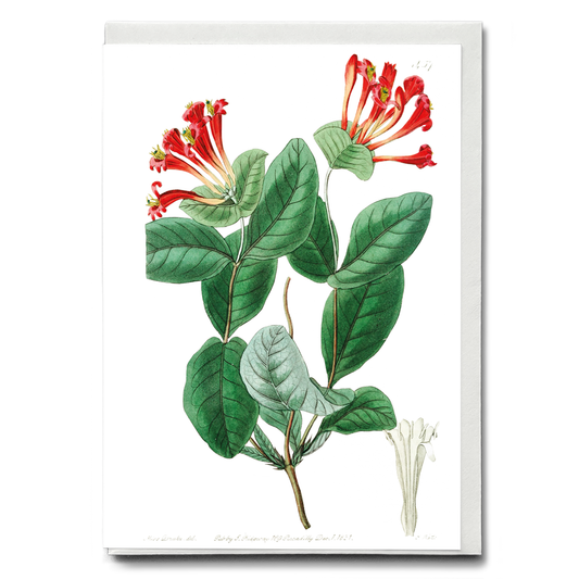 The north-west honeysuckle - Wenskaart
