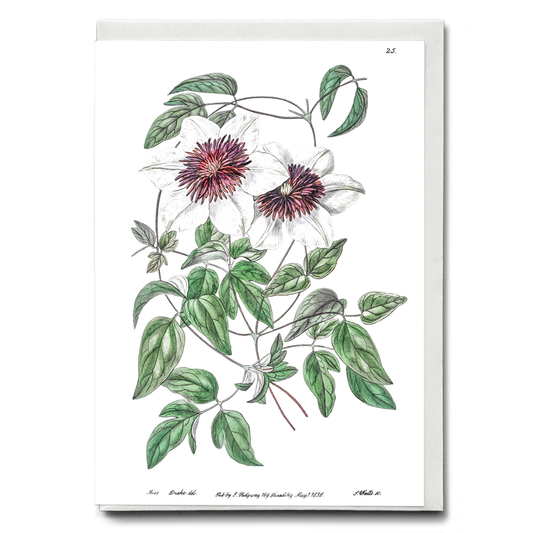 Siebald's clematis - Wenskaart