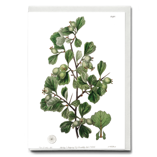 Spathula-leaved thorn - Wenskaart
