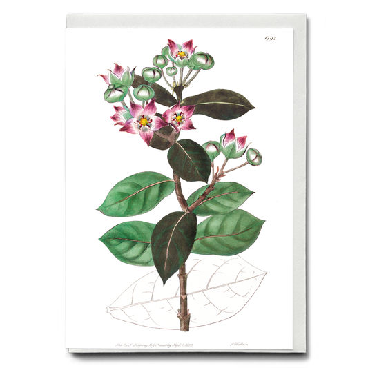 Tall calotropis - Wenskaart