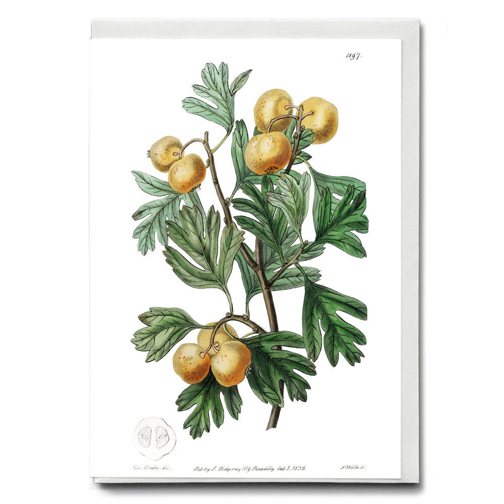 The aronia thorn - Wenskaart
