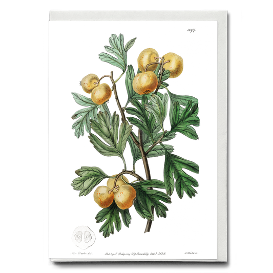 The aronia thorn - Wenskaart