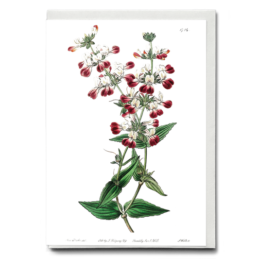 Two-colored collinsia - Wenskaart