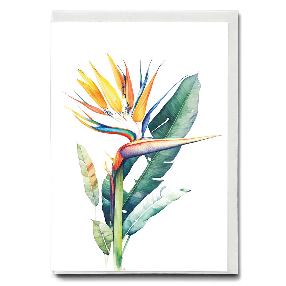 Strelitzia I - Wenskaart