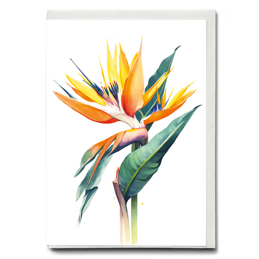 Strelitzia III - Wenskaart