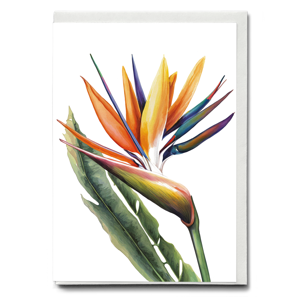 Strelitzia IV - Wenskaart