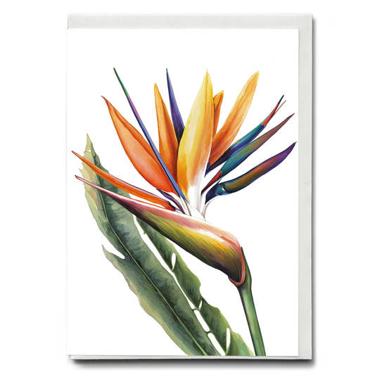 Strelitzia IV - Wenskaart