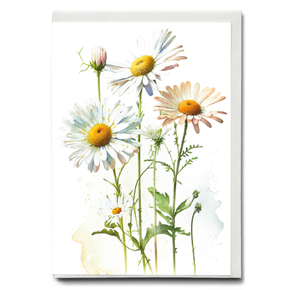 Daisies II - Wenskaart